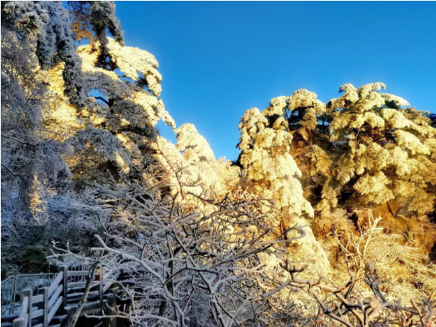 黄山松
