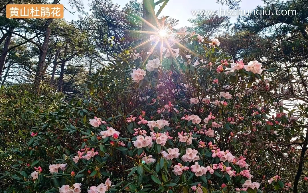 黄山杜绝花