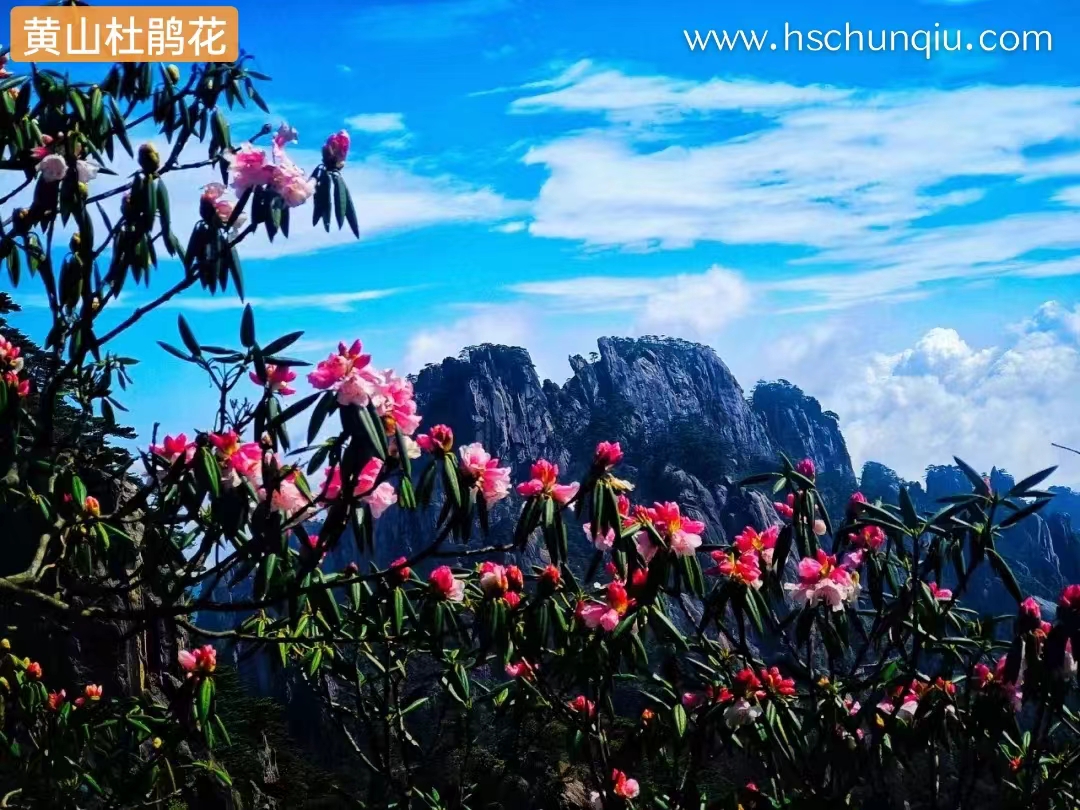 黄山杜鹃花