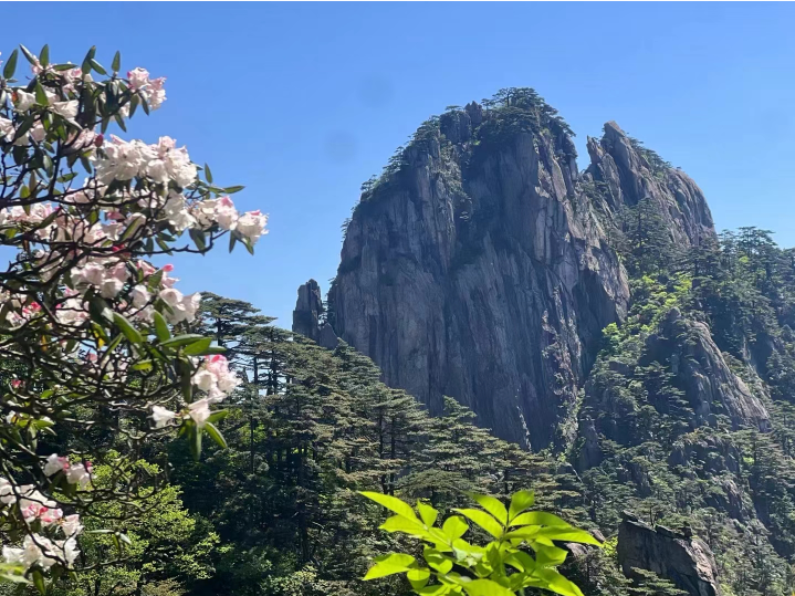 黄山杜鹃花