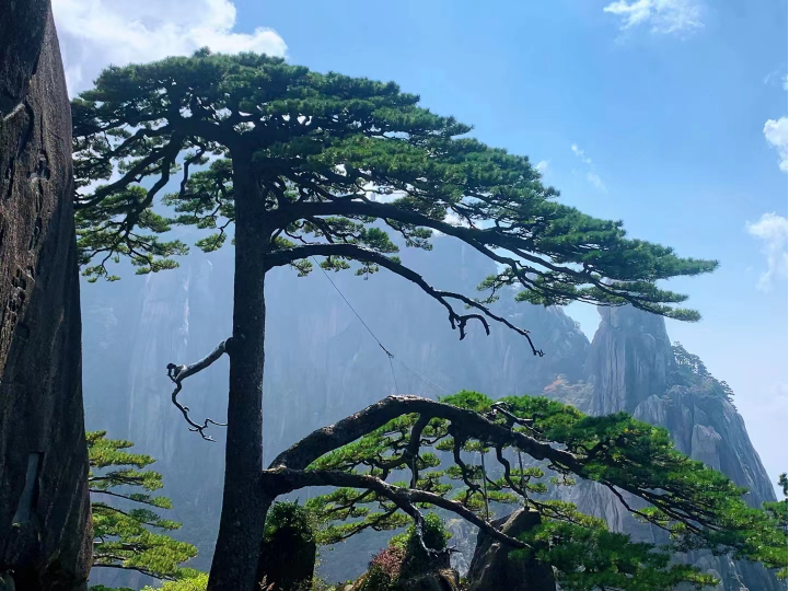 黄山迎客松
